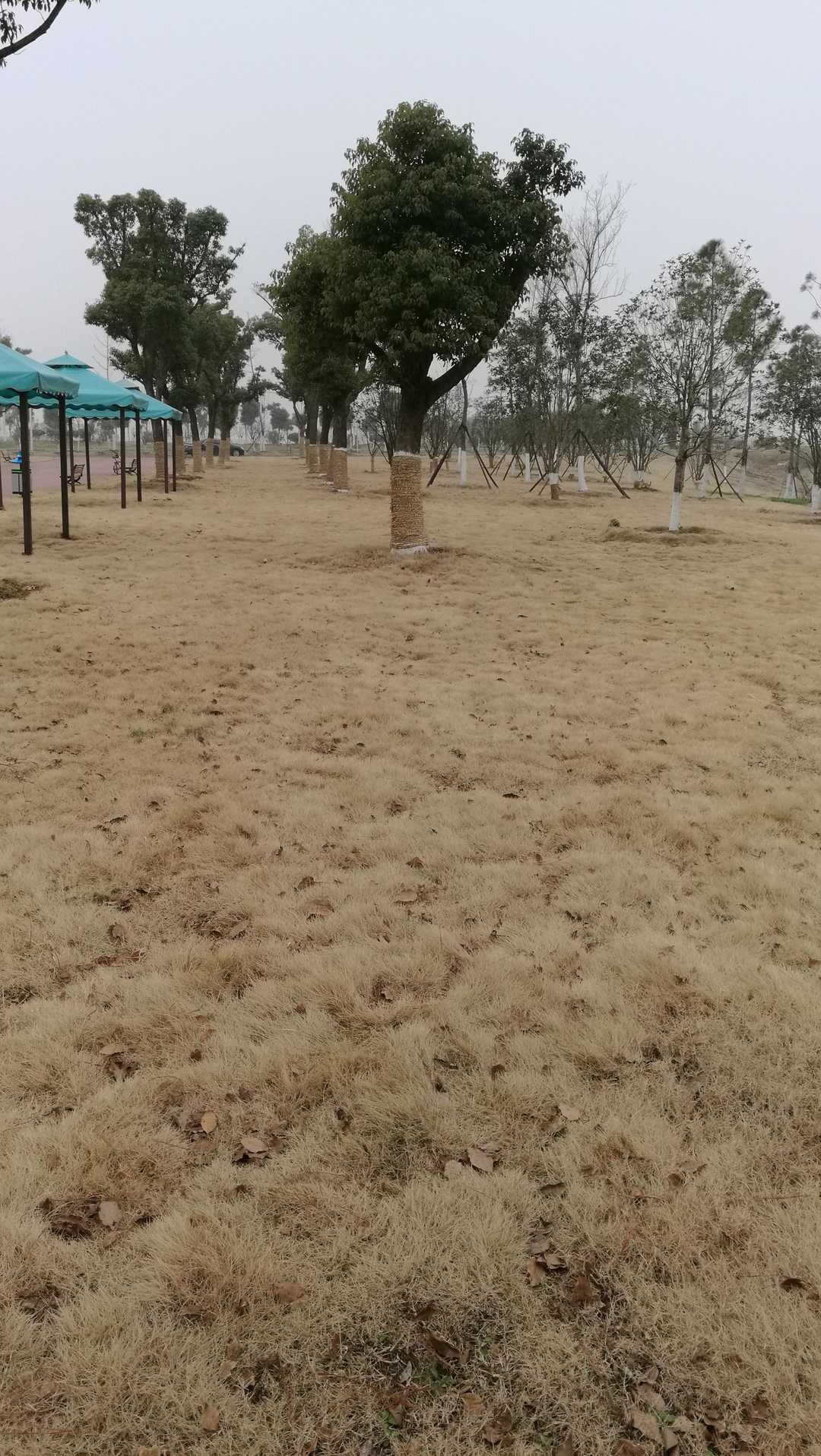 黄草